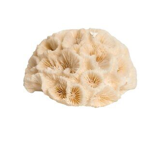 Sea Star Brain Coral Fossil Grooved 2" Nautical Ocean Decor